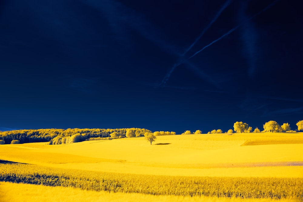 a field of yellow flowers with trees in the background