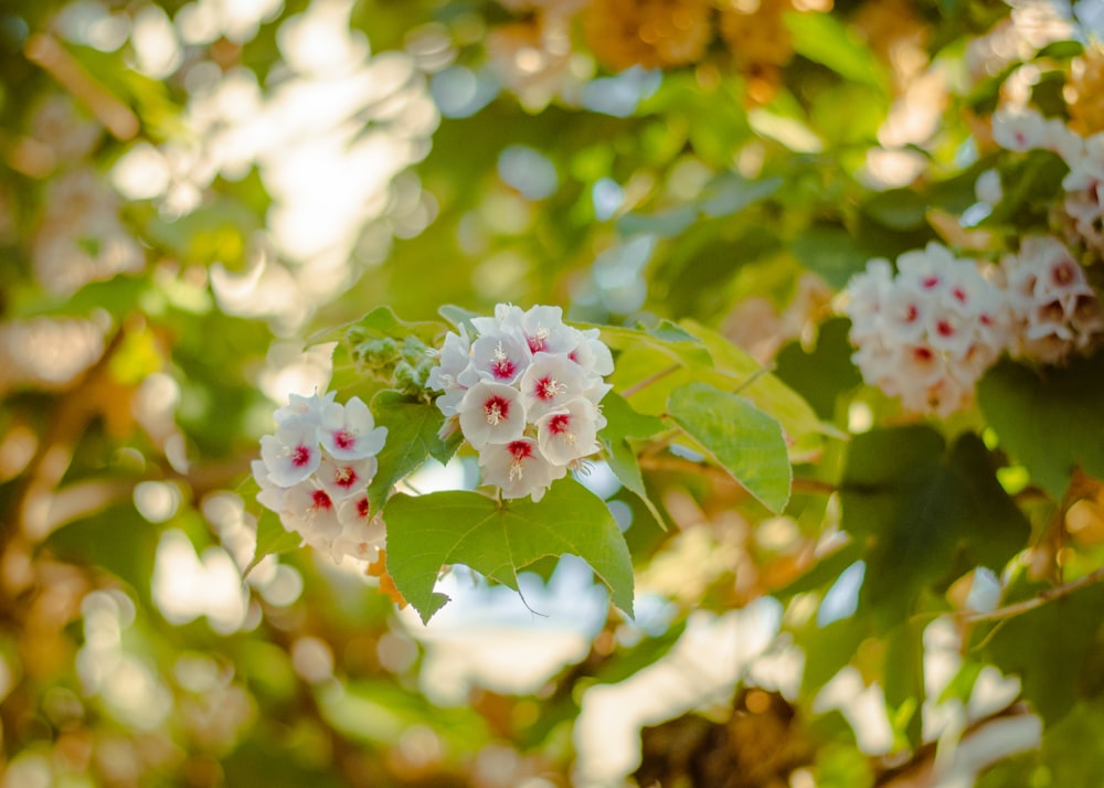 a close up of flowers