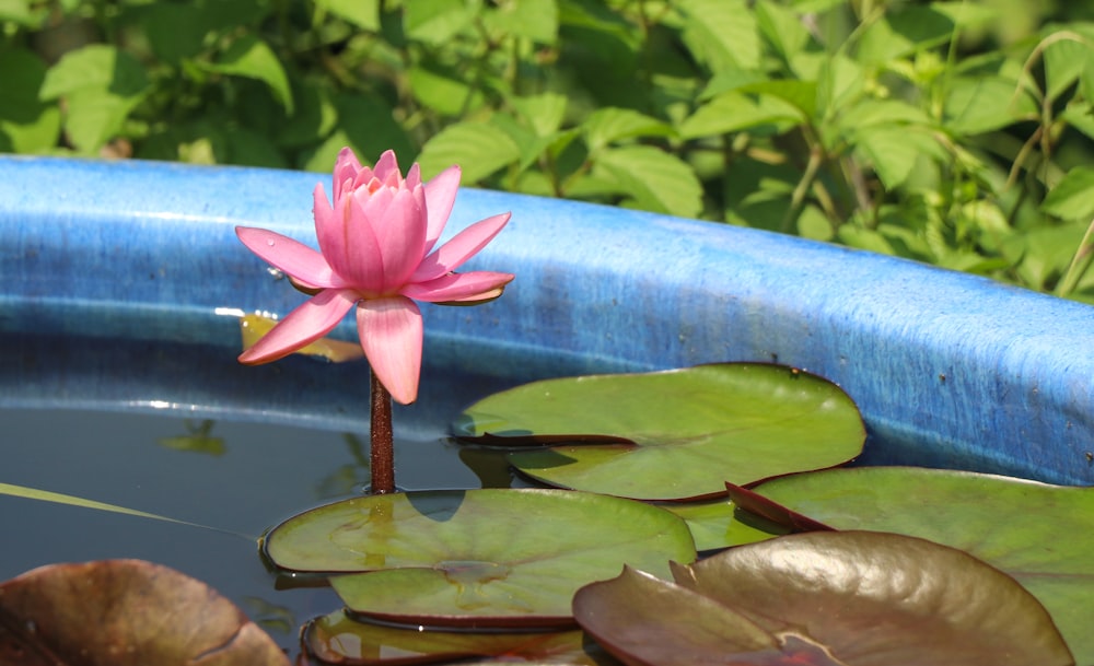 a pink flower on a lily pad