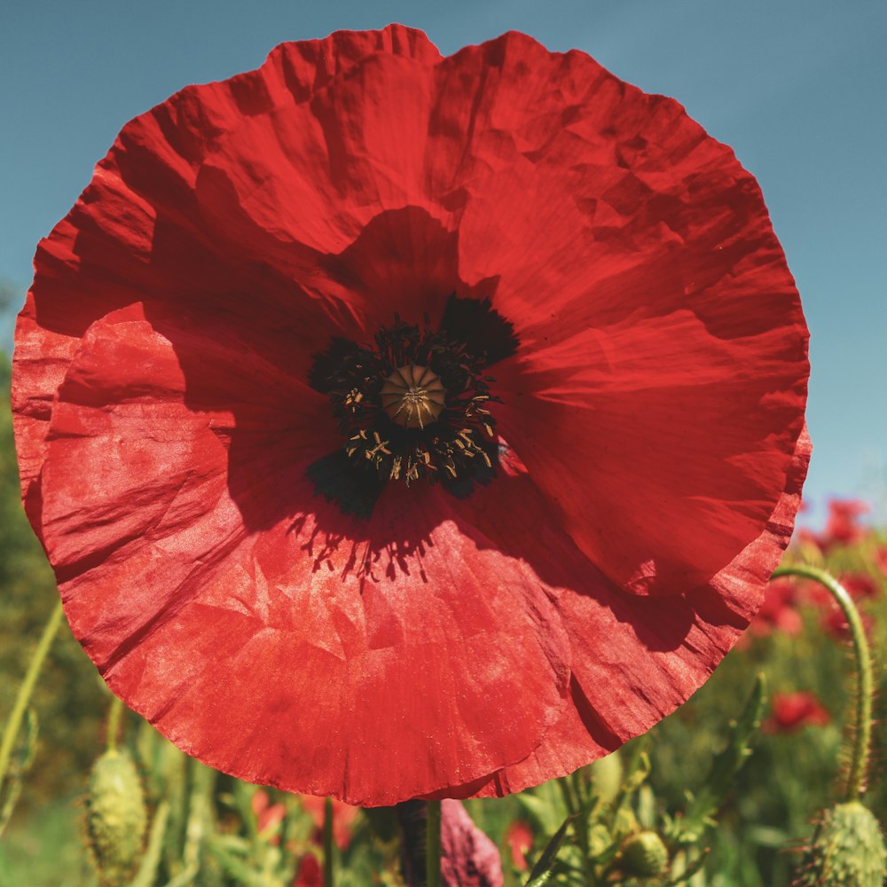 a close up of a flower