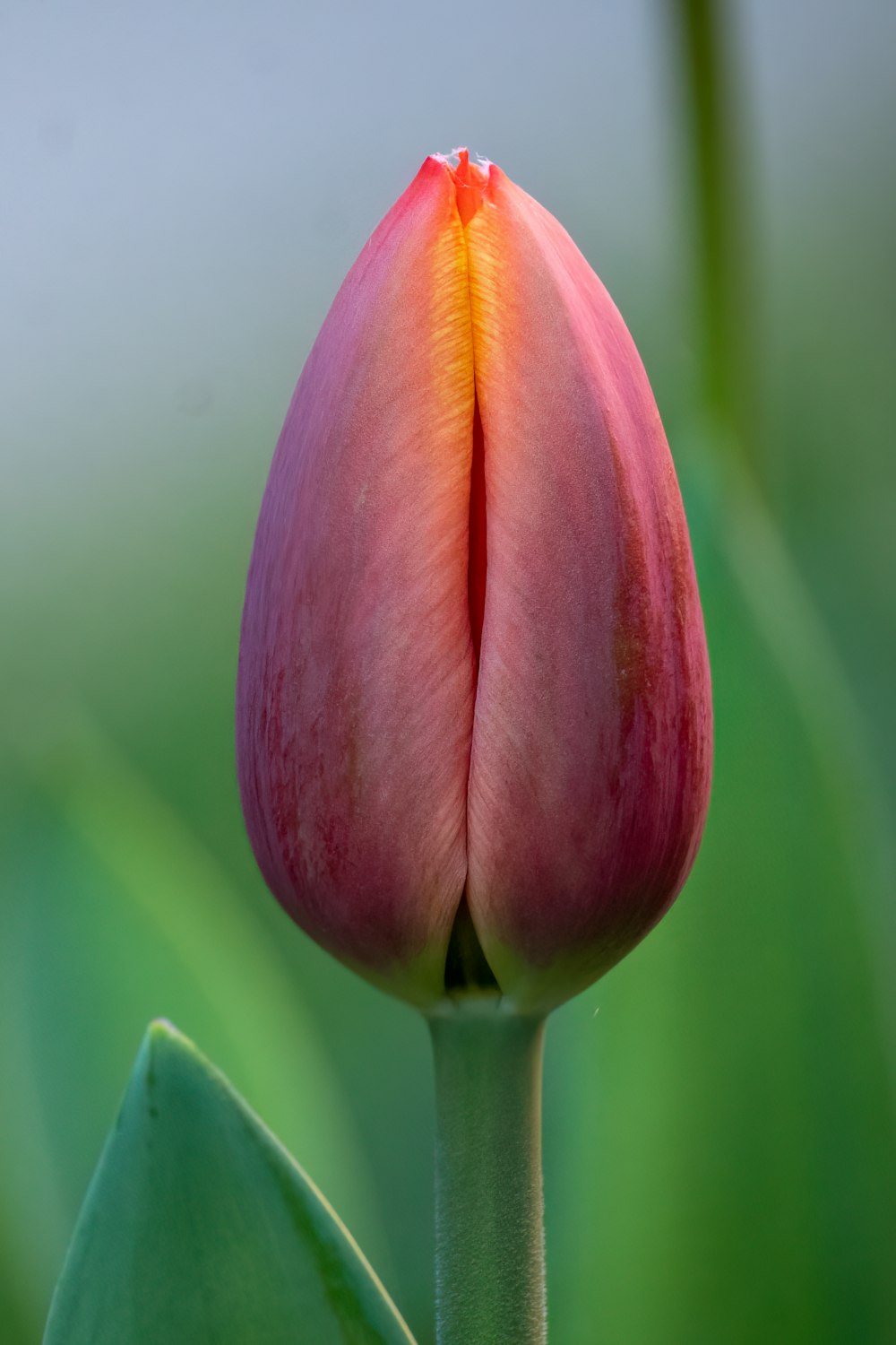 a close up of a flower