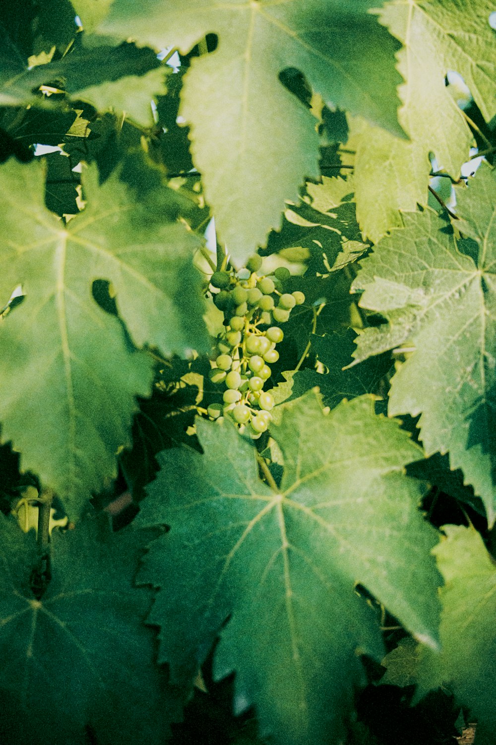 a close-up of some leaves