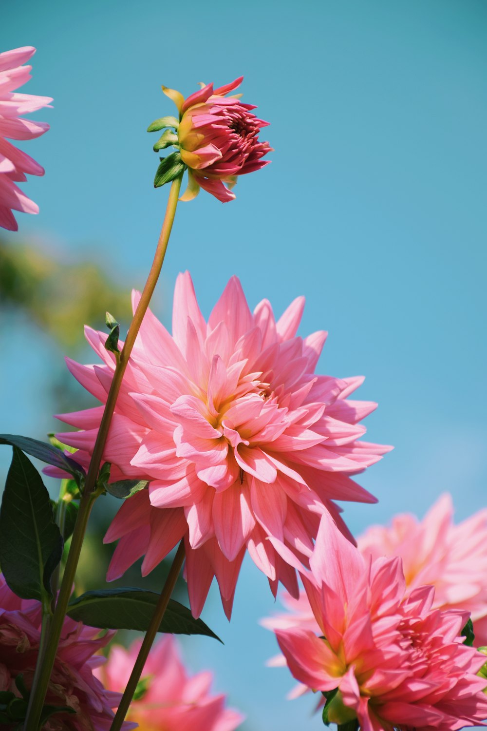 a group of pink flowers