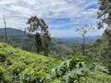 A tall vertical card showing the lush green hills and tea plantations of Wayanad and Munnar with a soft overlay and trip duration at the top.
