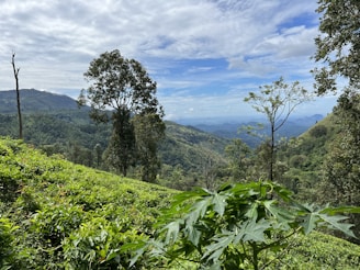Lush green landscape with dense tea plantations stretching across rolling hills. Tall trees rise amidst the green, and distant mountains are visible under a partly cloudy sky.