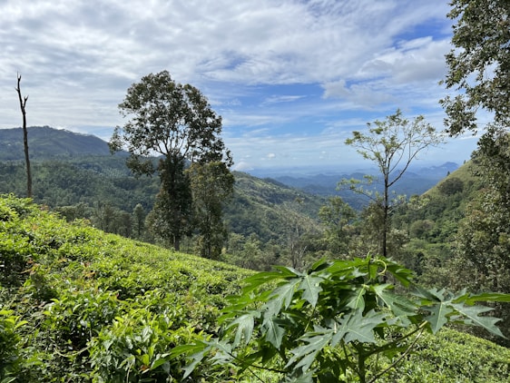 Lush green landscape with dense tea plantations stretching across rolling hills. Tall trees rise amidst the green, and distant mountains are visible under a partly cloudy sky.
