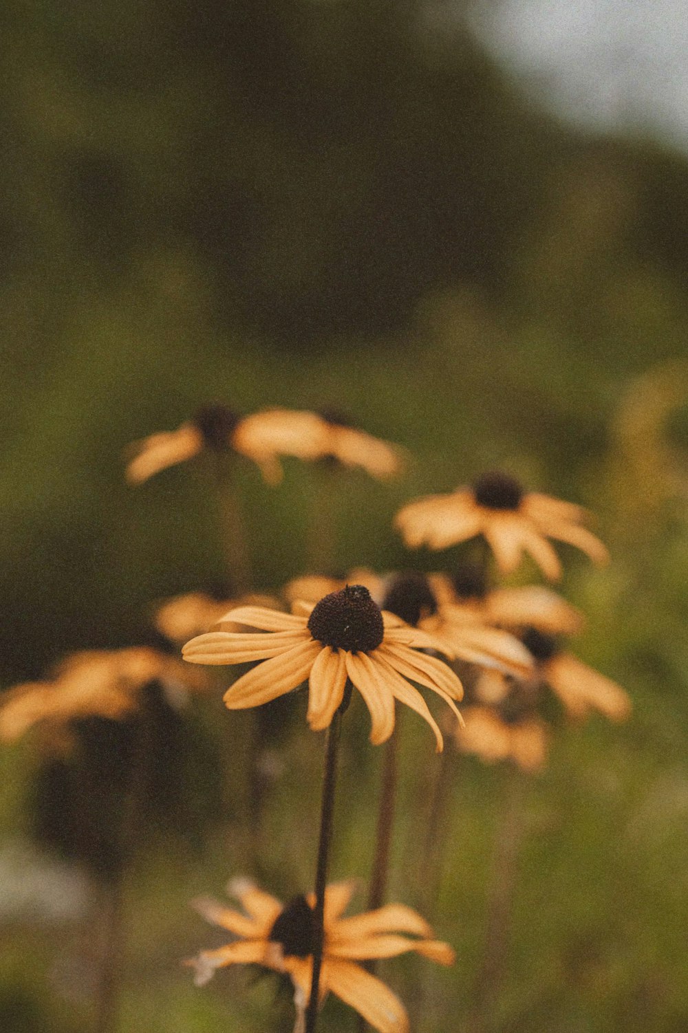 a group of flowers