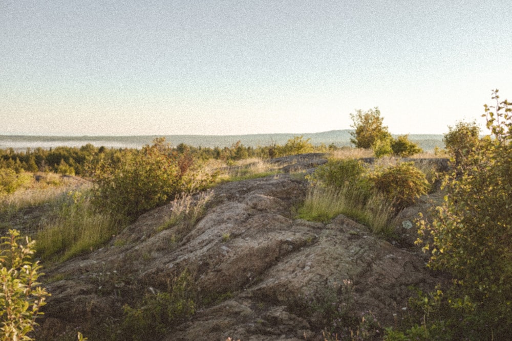 a rocky area with plants and trees