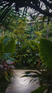 Wide shot of lush green garden path surrounded by tropical plants at Duy Cảnh Homestay