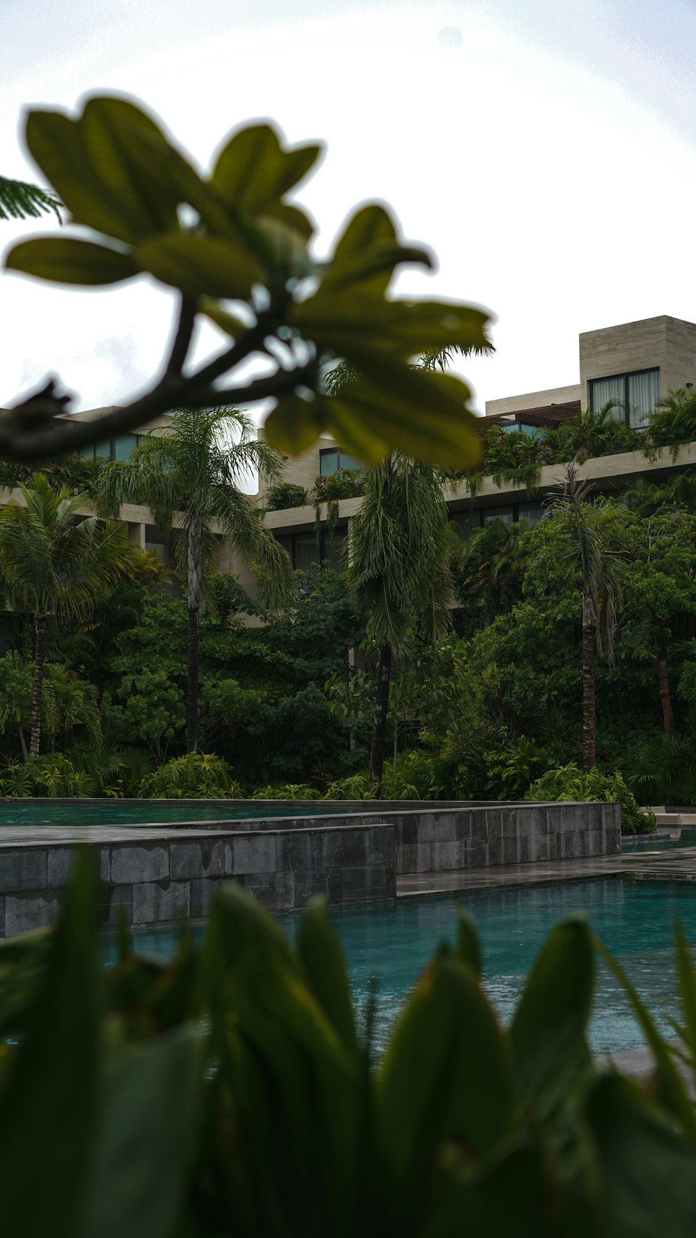 a plant next to a pool