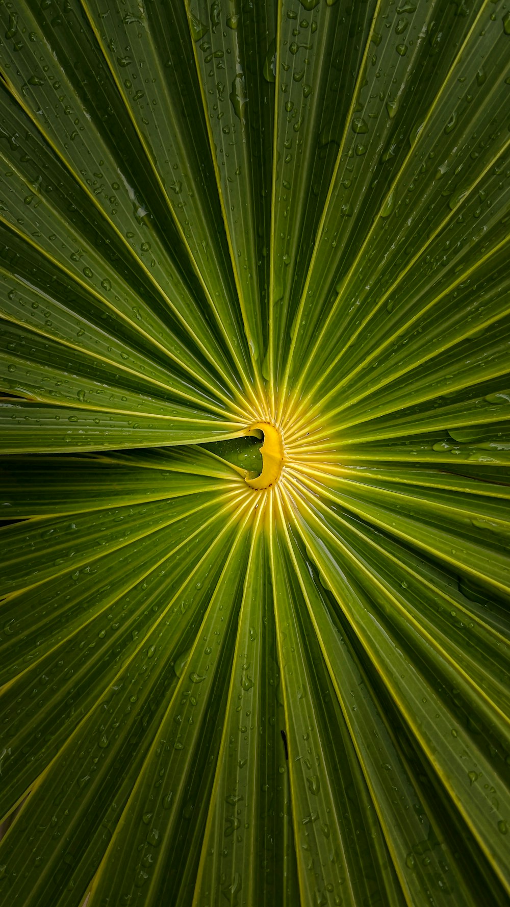 a close up of a plant