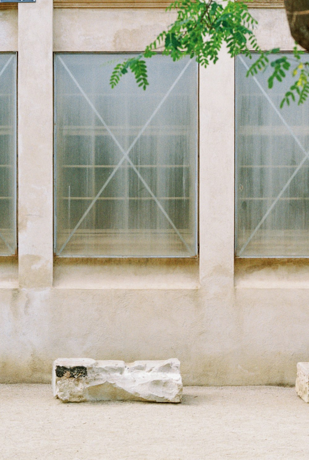 a window with a plant growing out of it