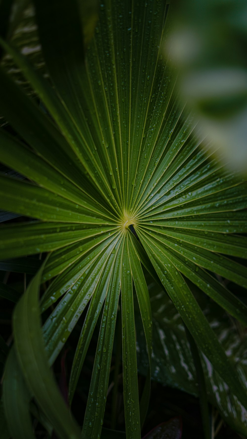 a close up of a plant