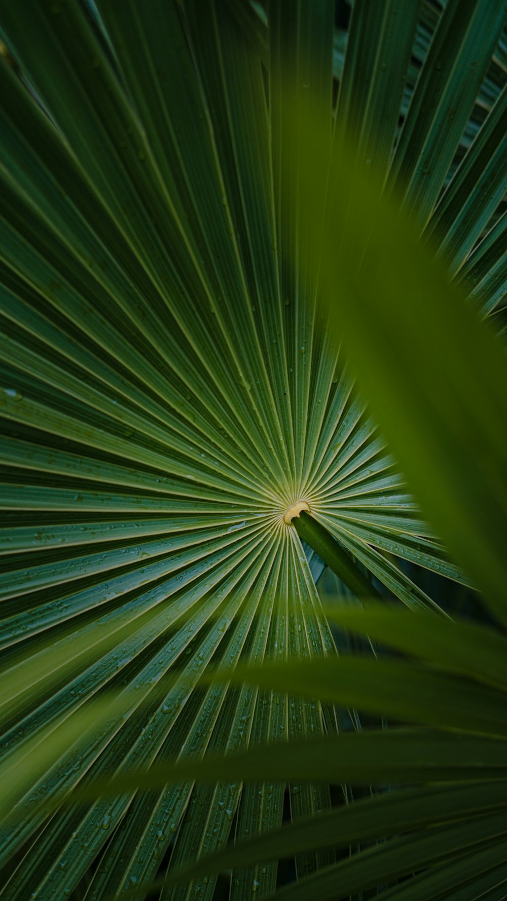 a close up of a plant