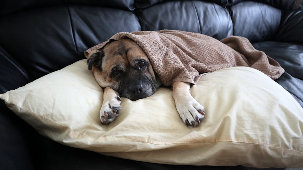 a dog lying on a blanket