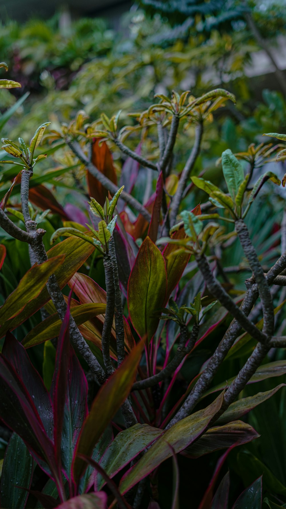 a close-up of some plants