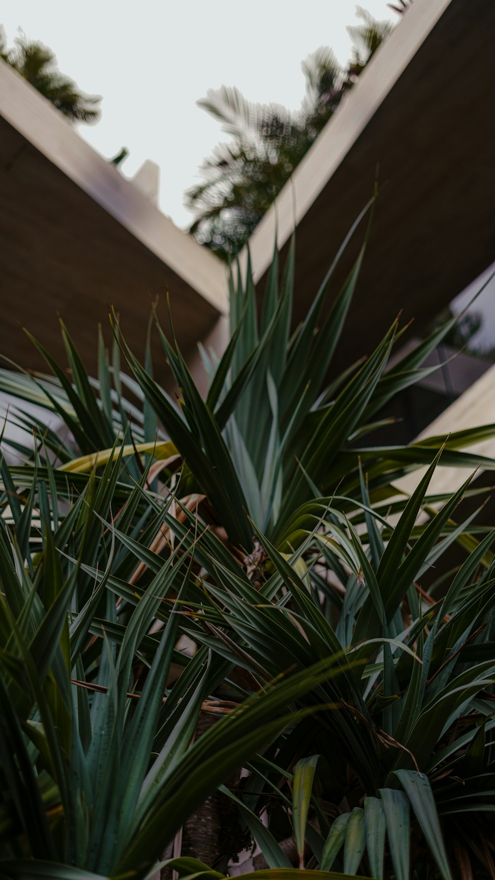 a group of plants next to a building