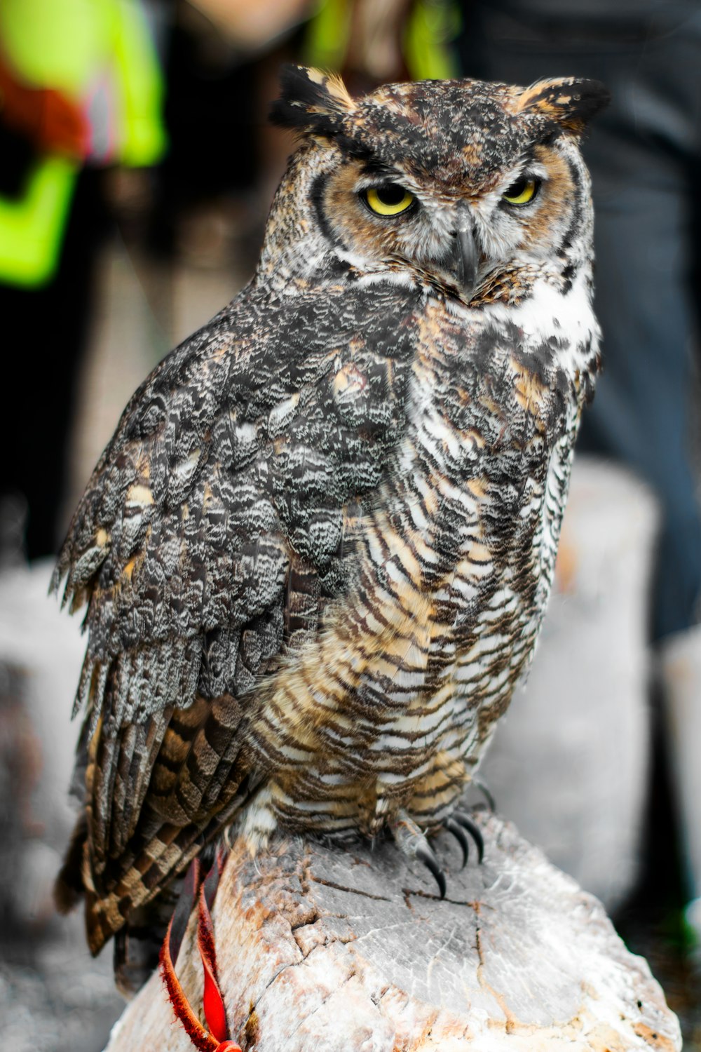 a brown and white owl