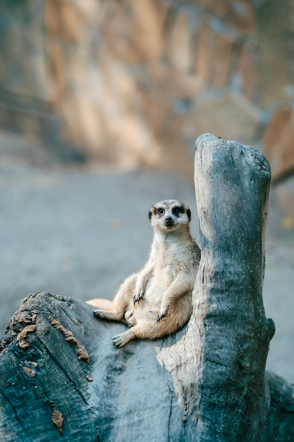 um pequeno animal sentado em um toco de árvore
