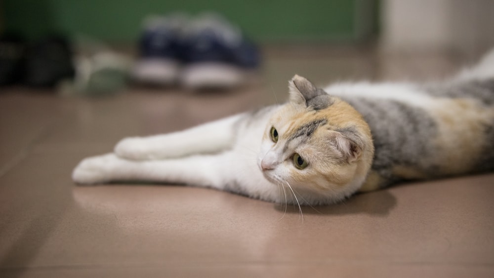 a cat lying on the floor