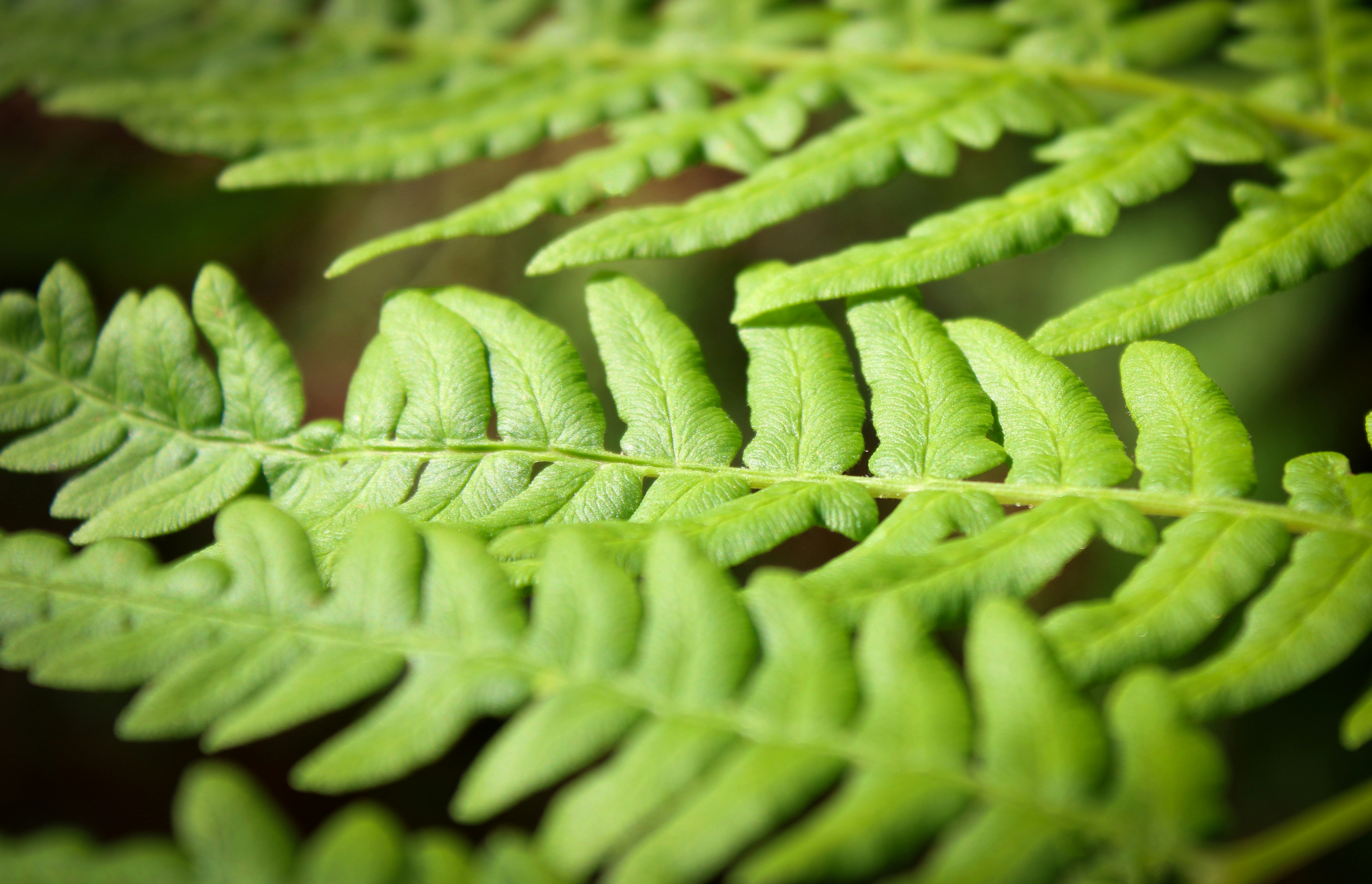 Photo by slenderamigo