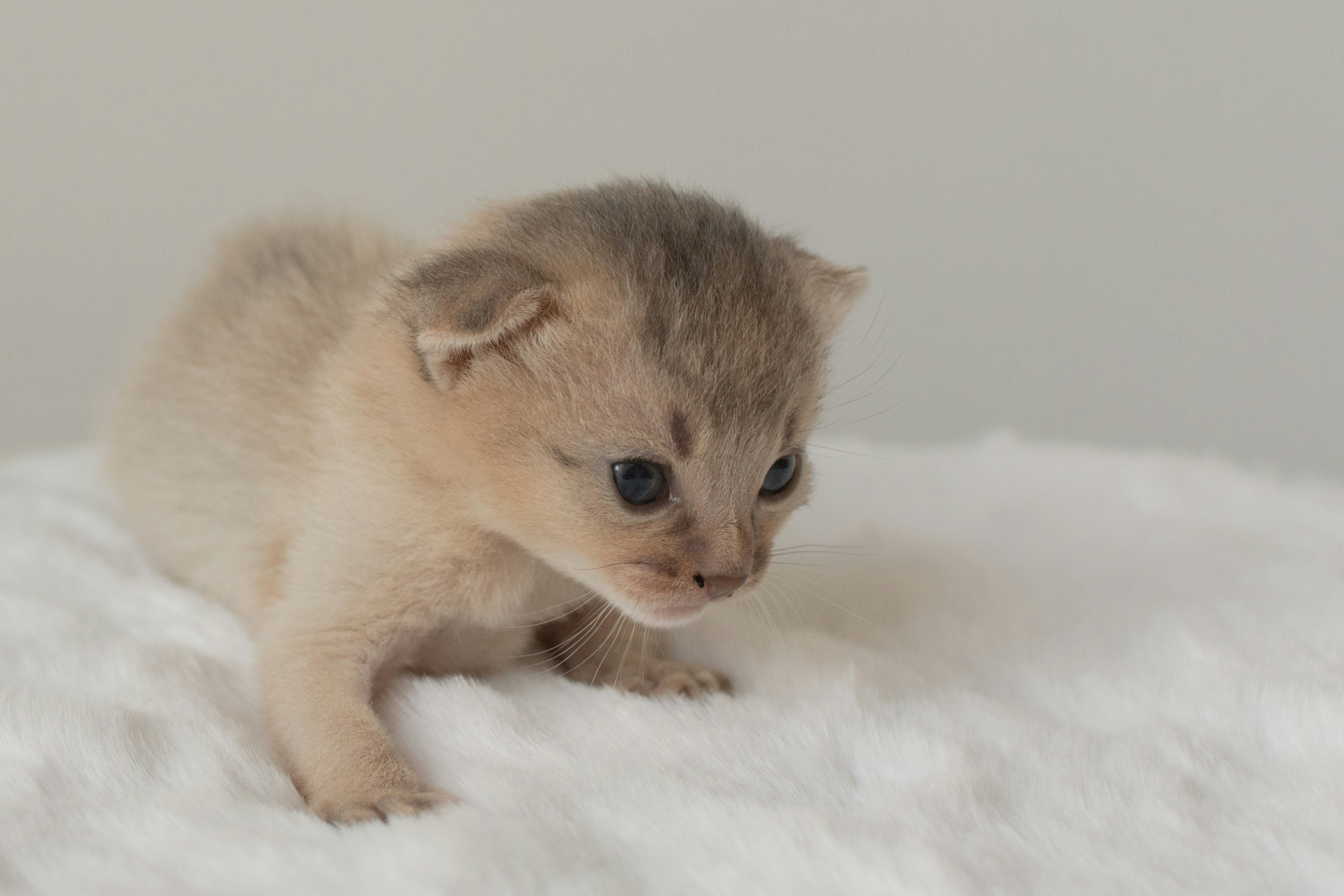 Abyssinian: Social but Not Suffocating (image credits: unsplash)