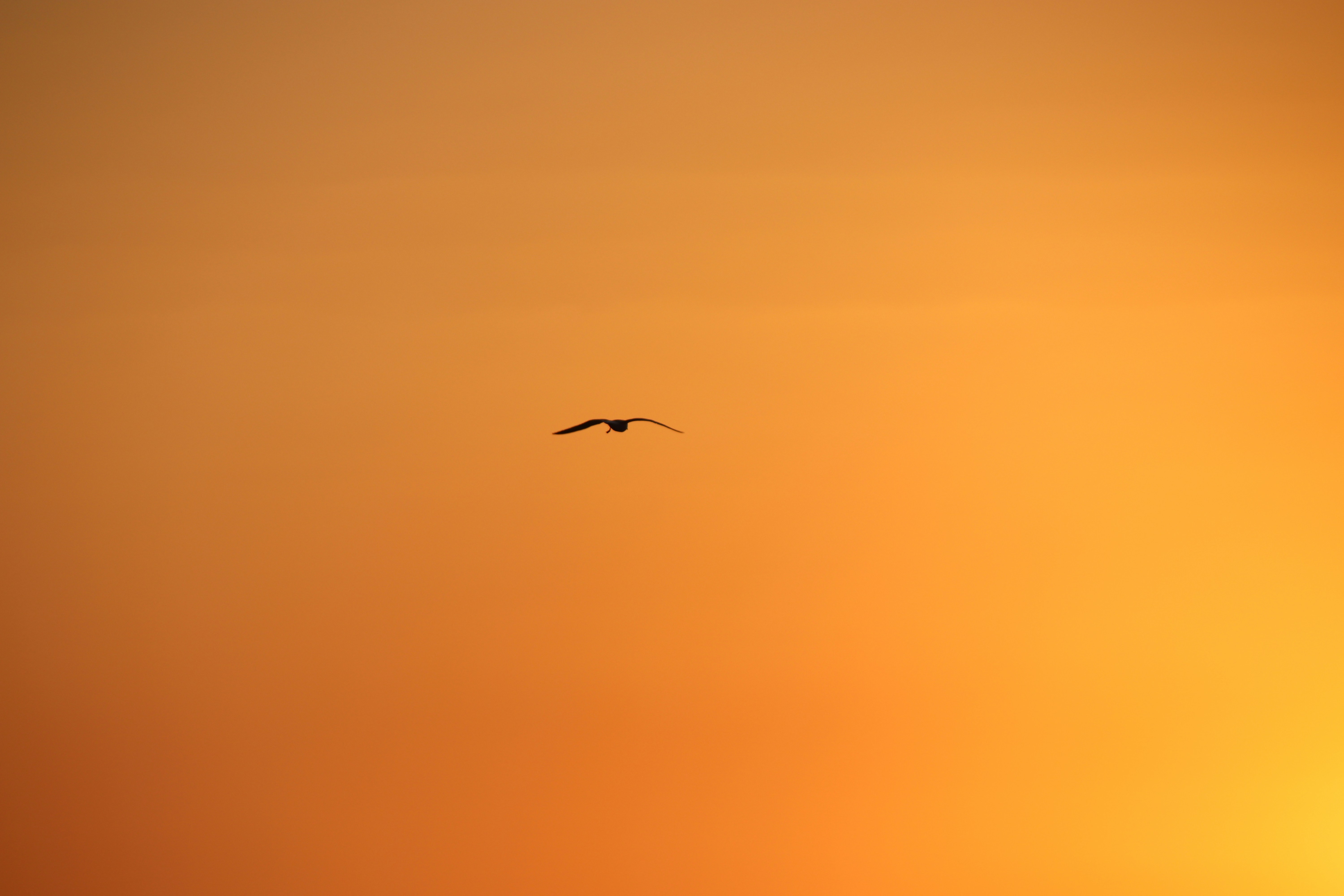 Photo by anilmanchego