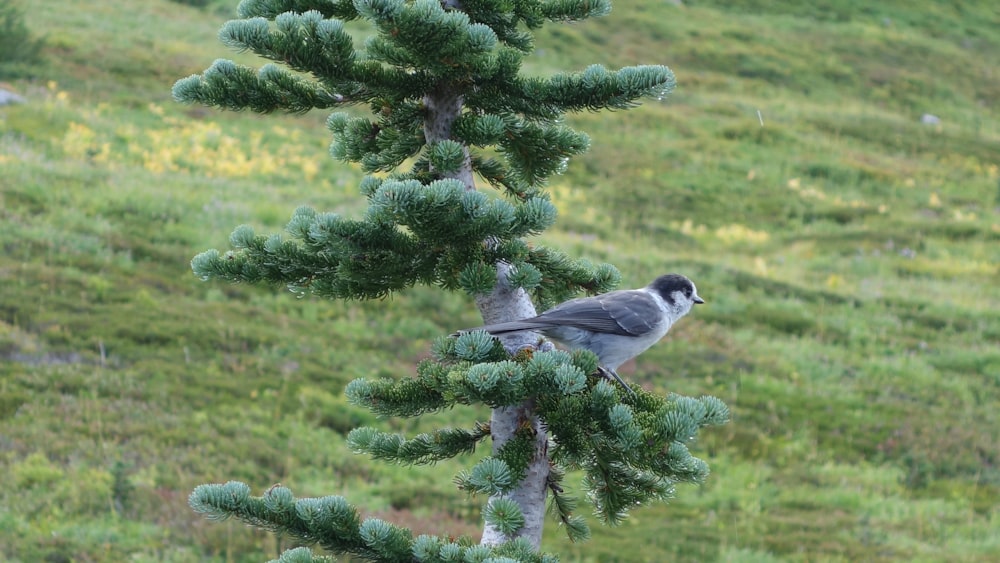 a bird sitting on a tree