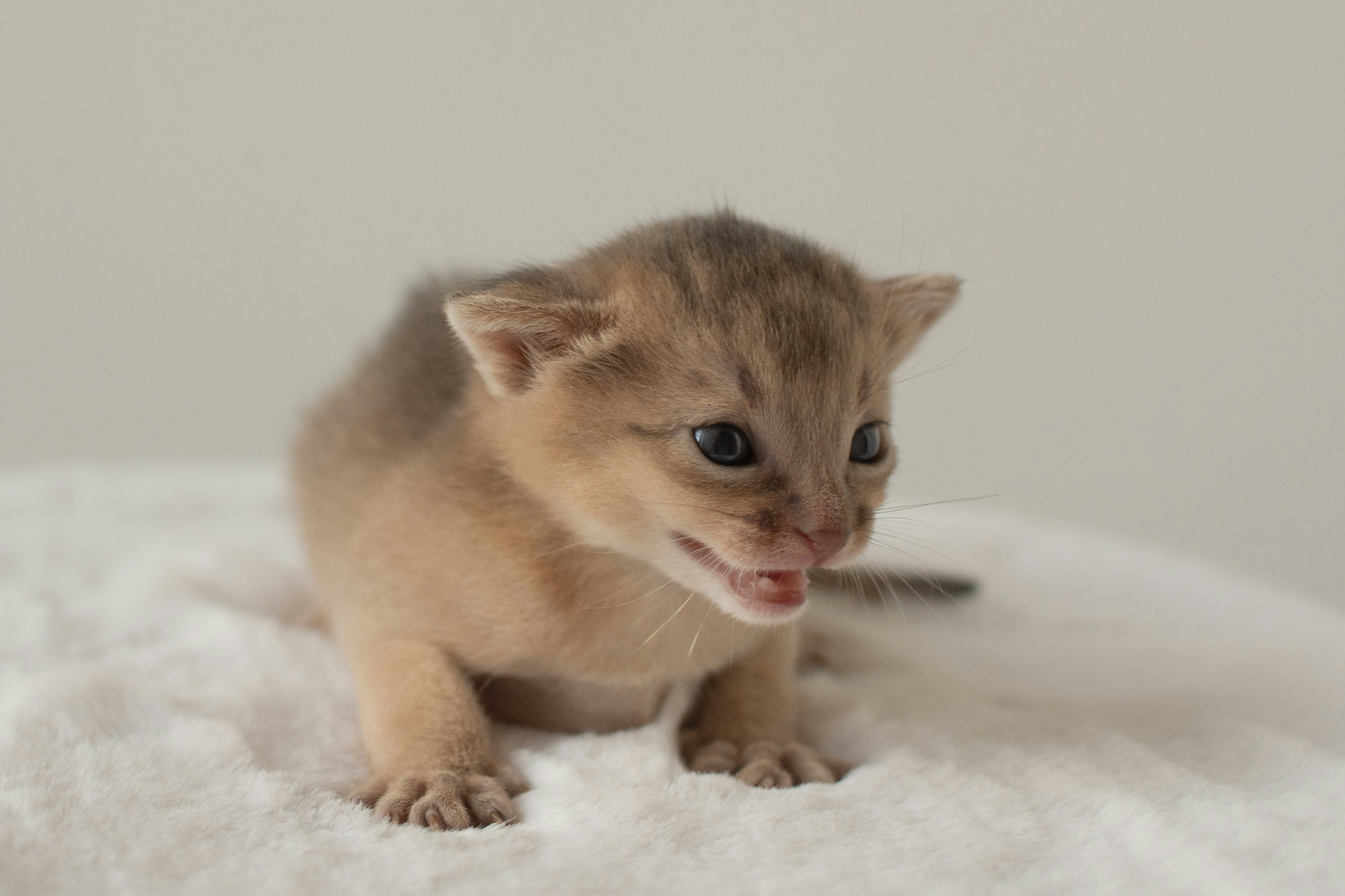 Abyssinian: Loyal, Active, and Always Nearby (image credits: unsplash)