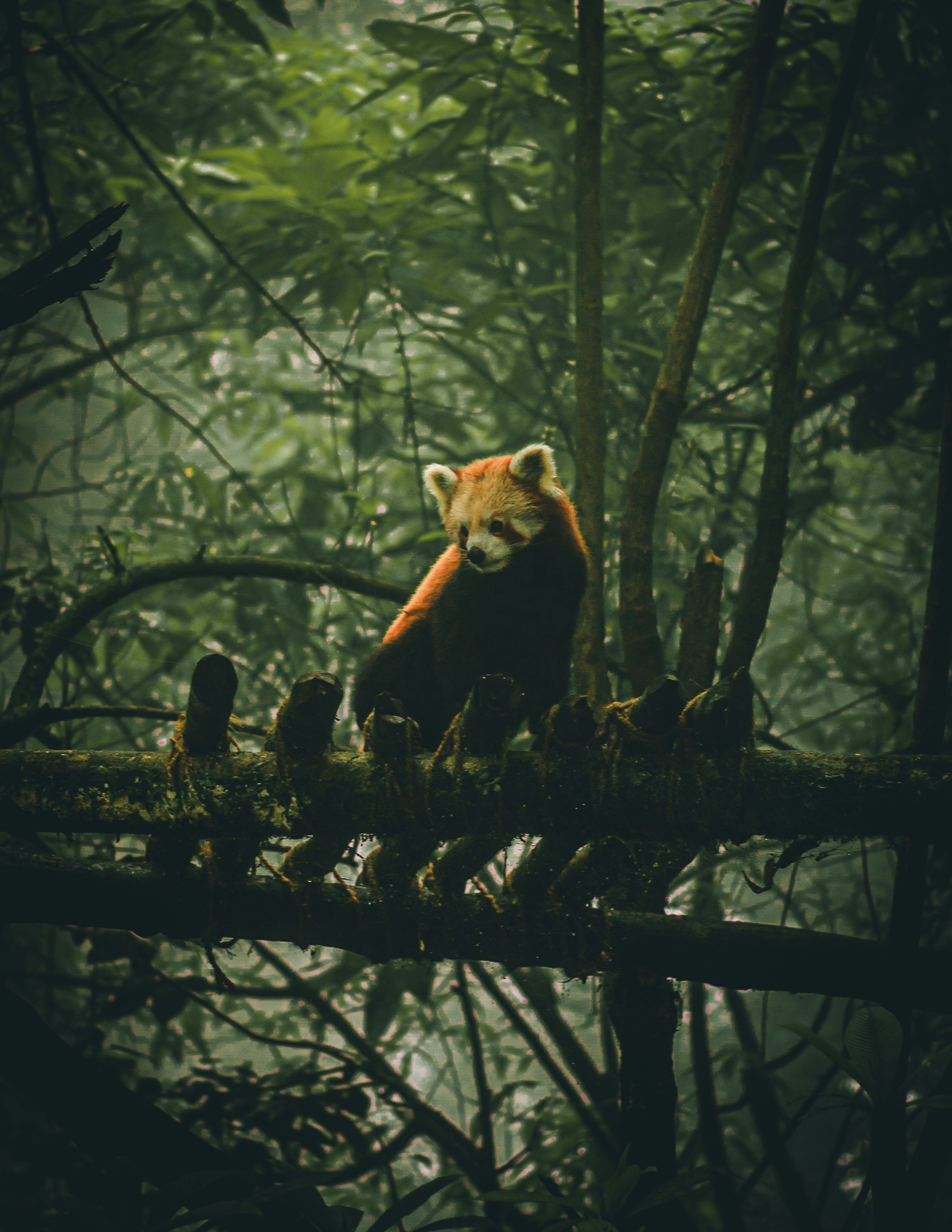 Photo of a red panda in a zoological park