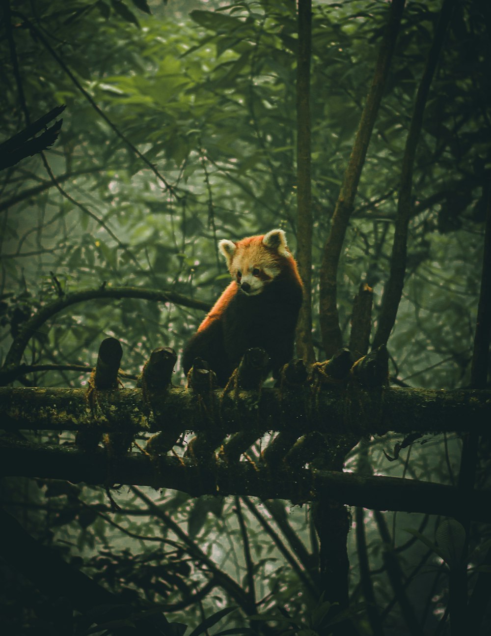 a raccoon in a forest