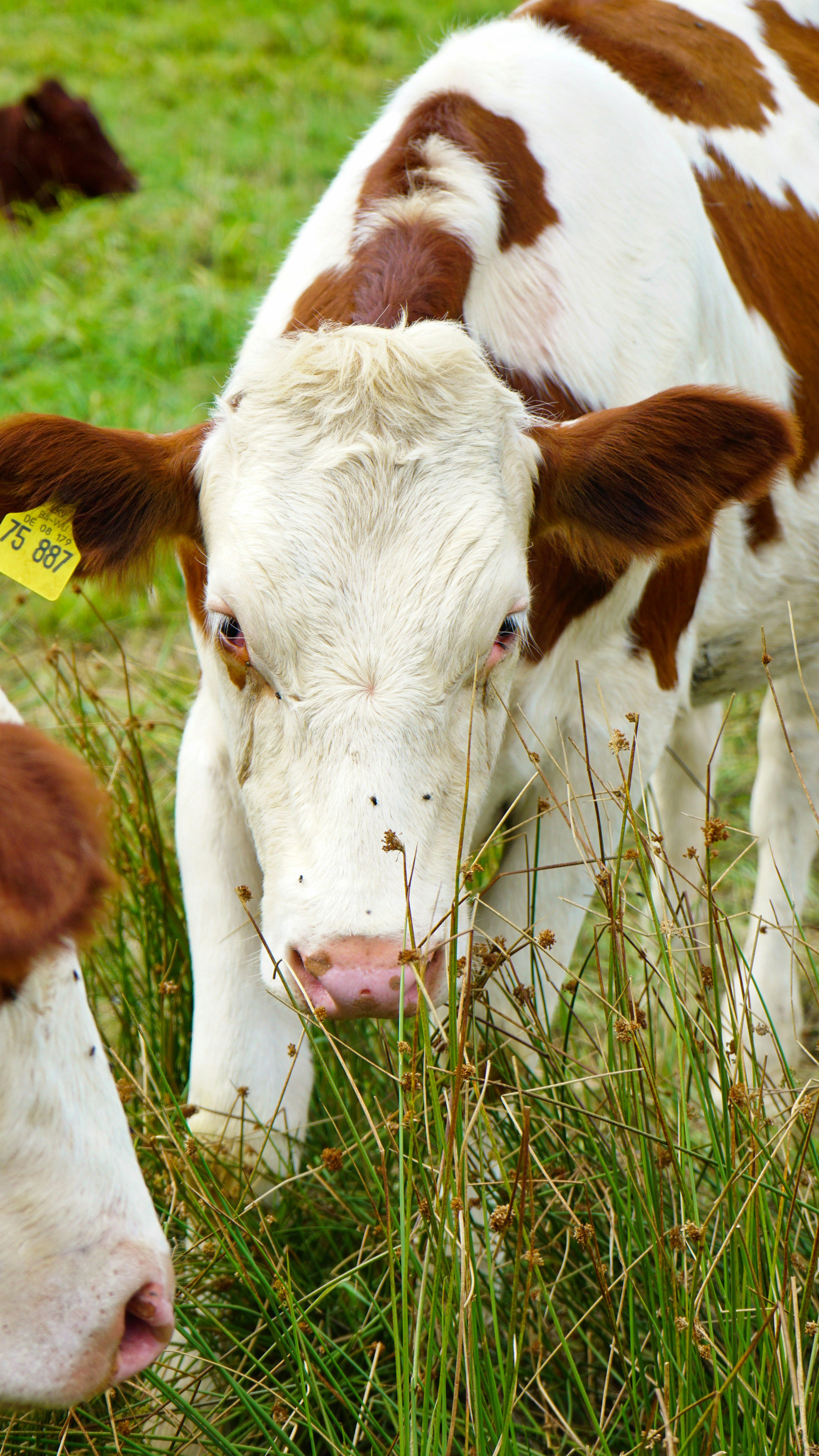 Photo by patrickschreiber