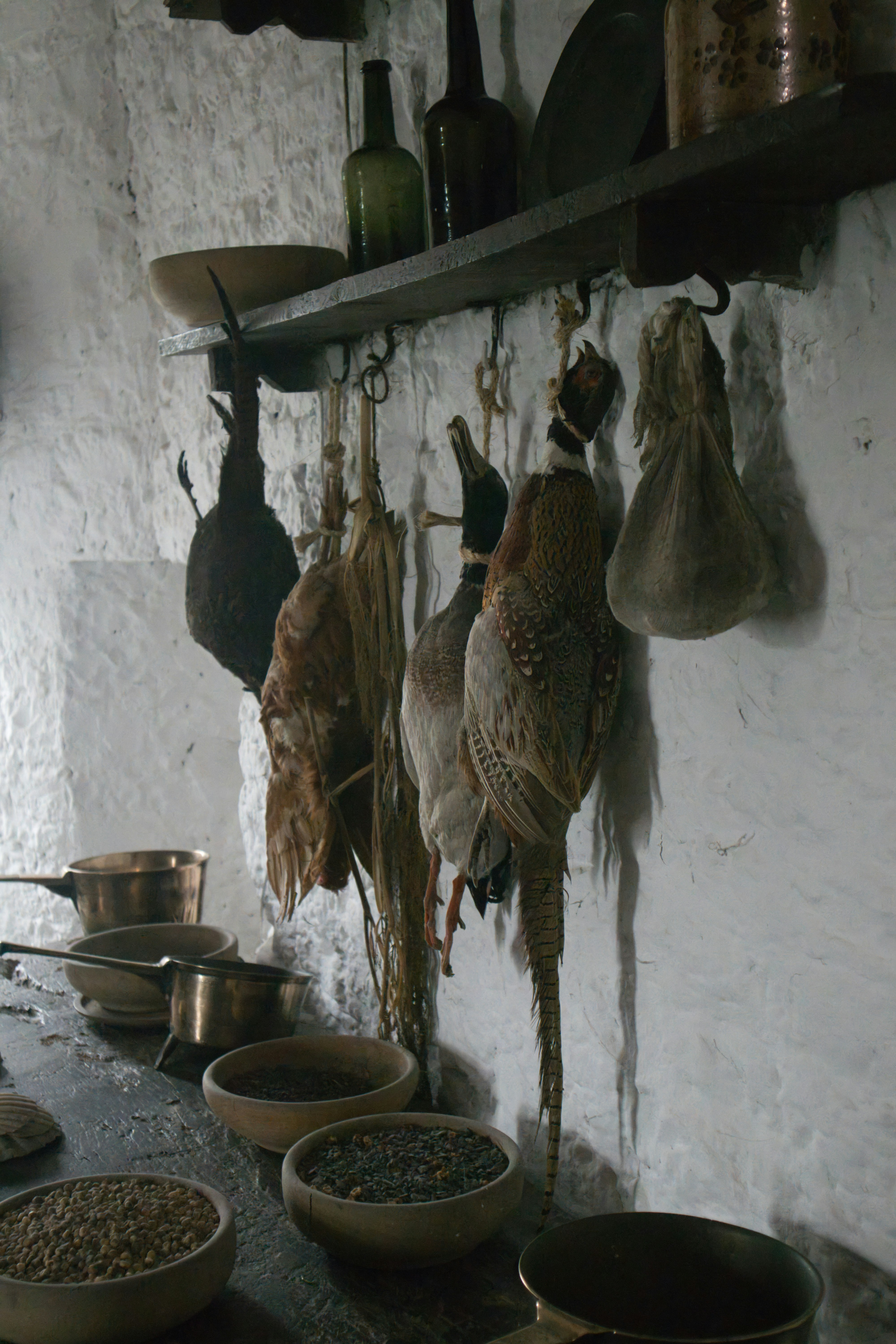 a group of fish on a wall
