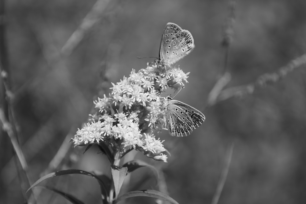 a butterfly on a flower