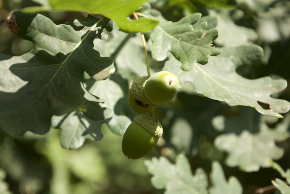 un gros plan de quelques fruits