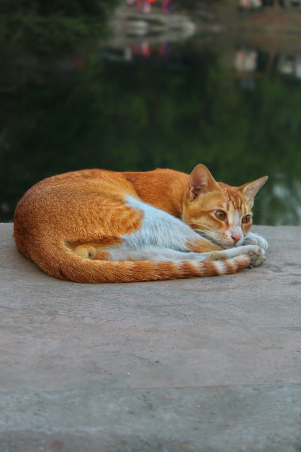 a cat lying on a concrete surface