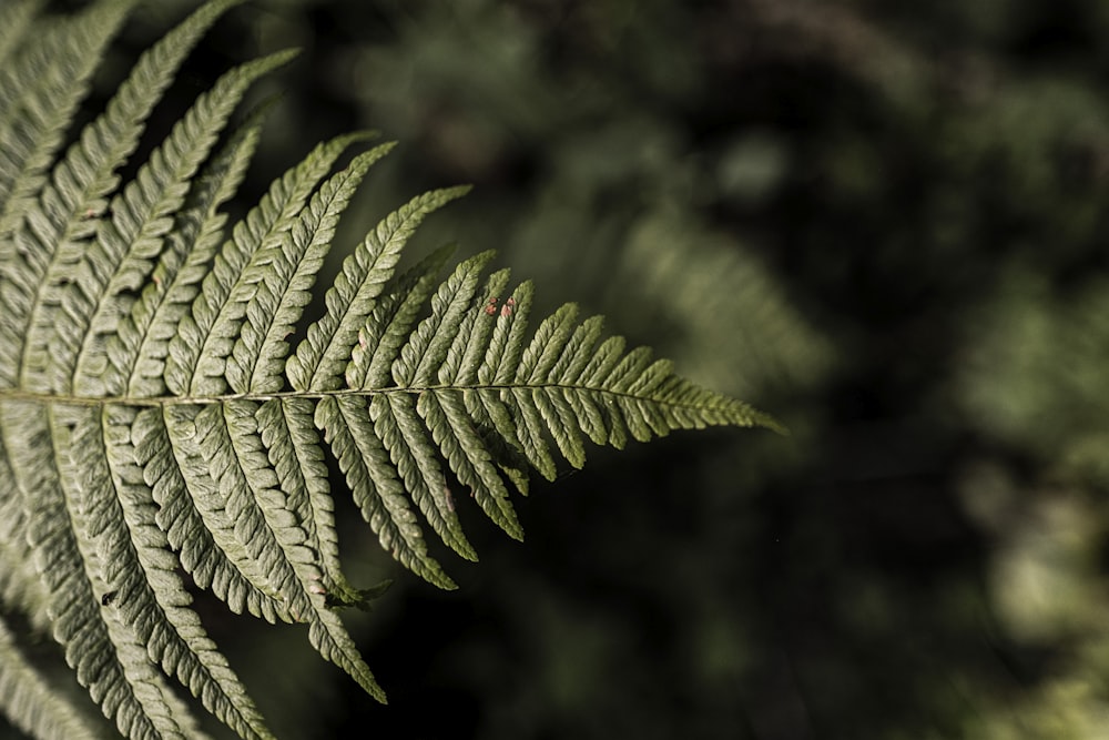 a close up of a plant