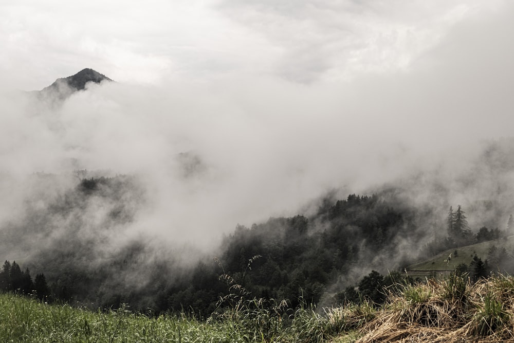 a foggy valley with trees