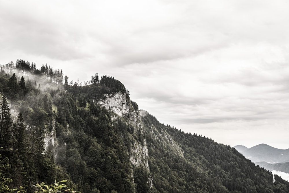 a mountain with trees on it