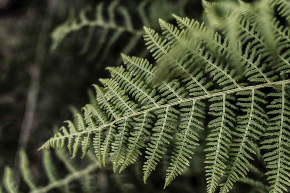 close-up of a green leaf