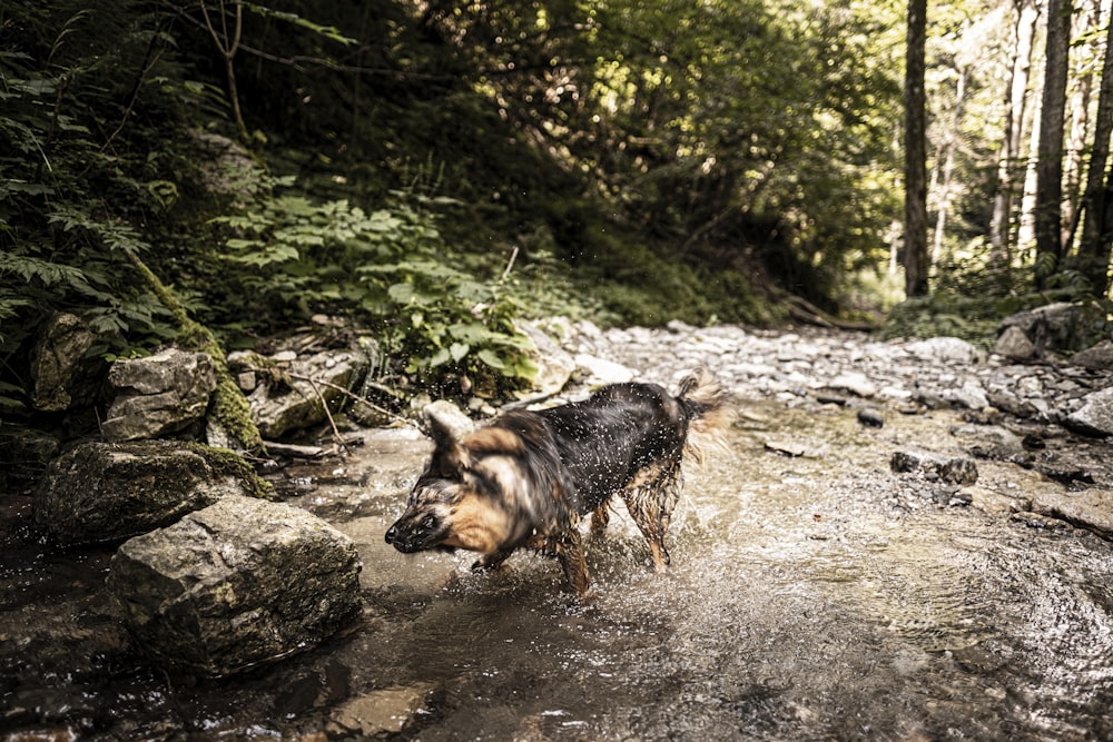 a dog walking in a stream