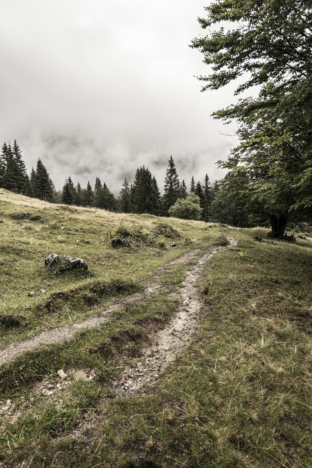 a dirt road in a grassy area with trees in the background