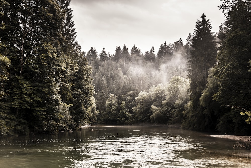 a river with trees on the side