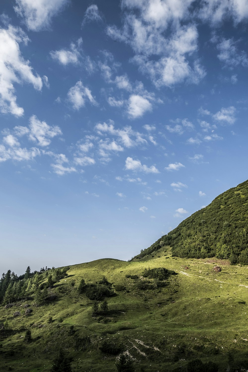 a grassy hill with trees on it