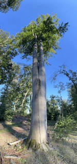 A majestic redwood tree towering against a clear blue sky, symbolizing strength and growth.