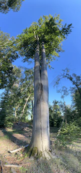 A majestic redwood tree towering against a clear blue sky, symbolizing strength and growth.