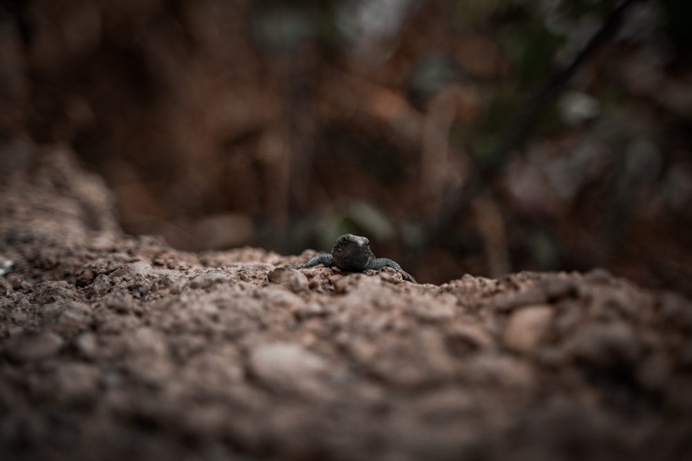 a small turtle on a rock