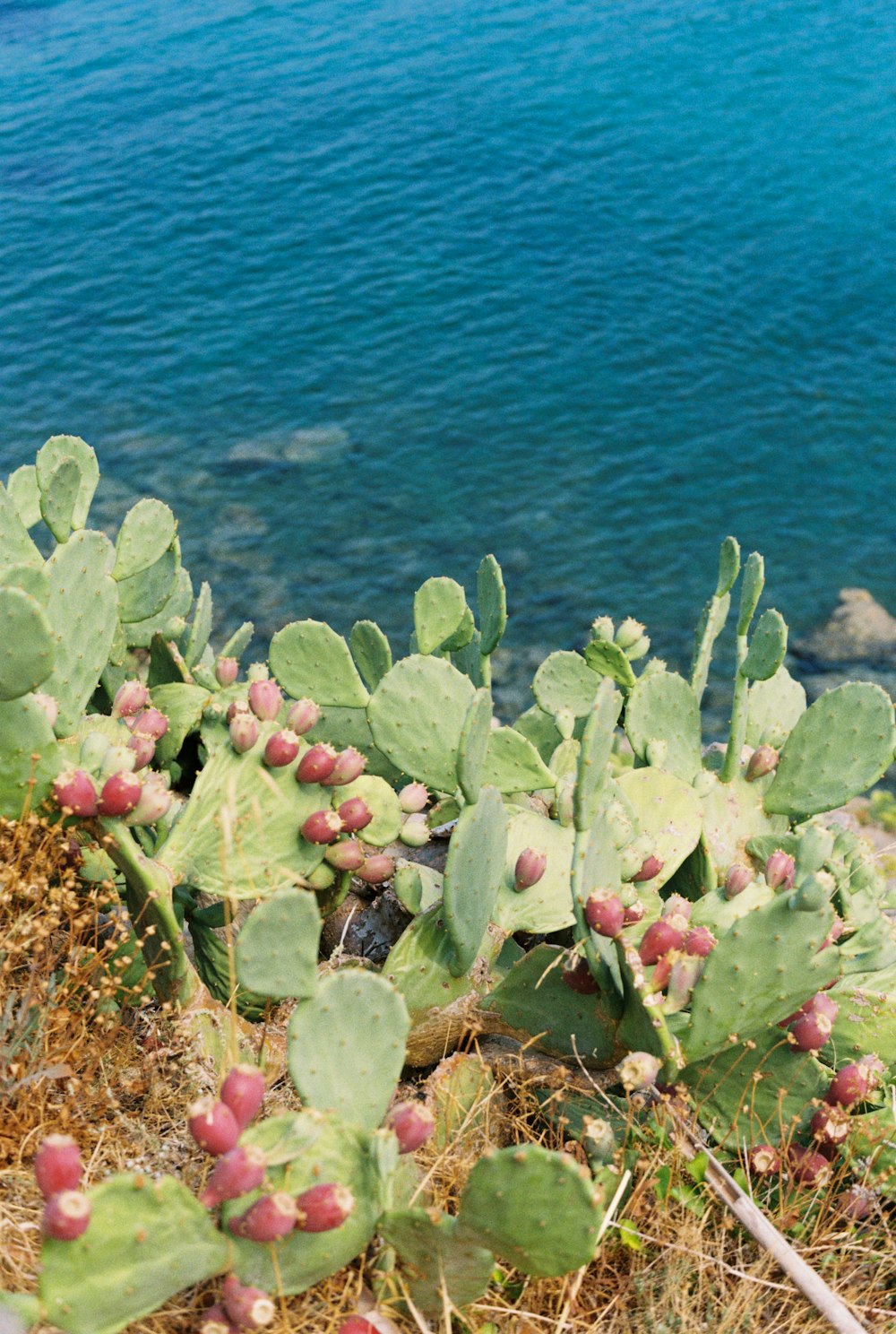 a plant with berries and leaves by water