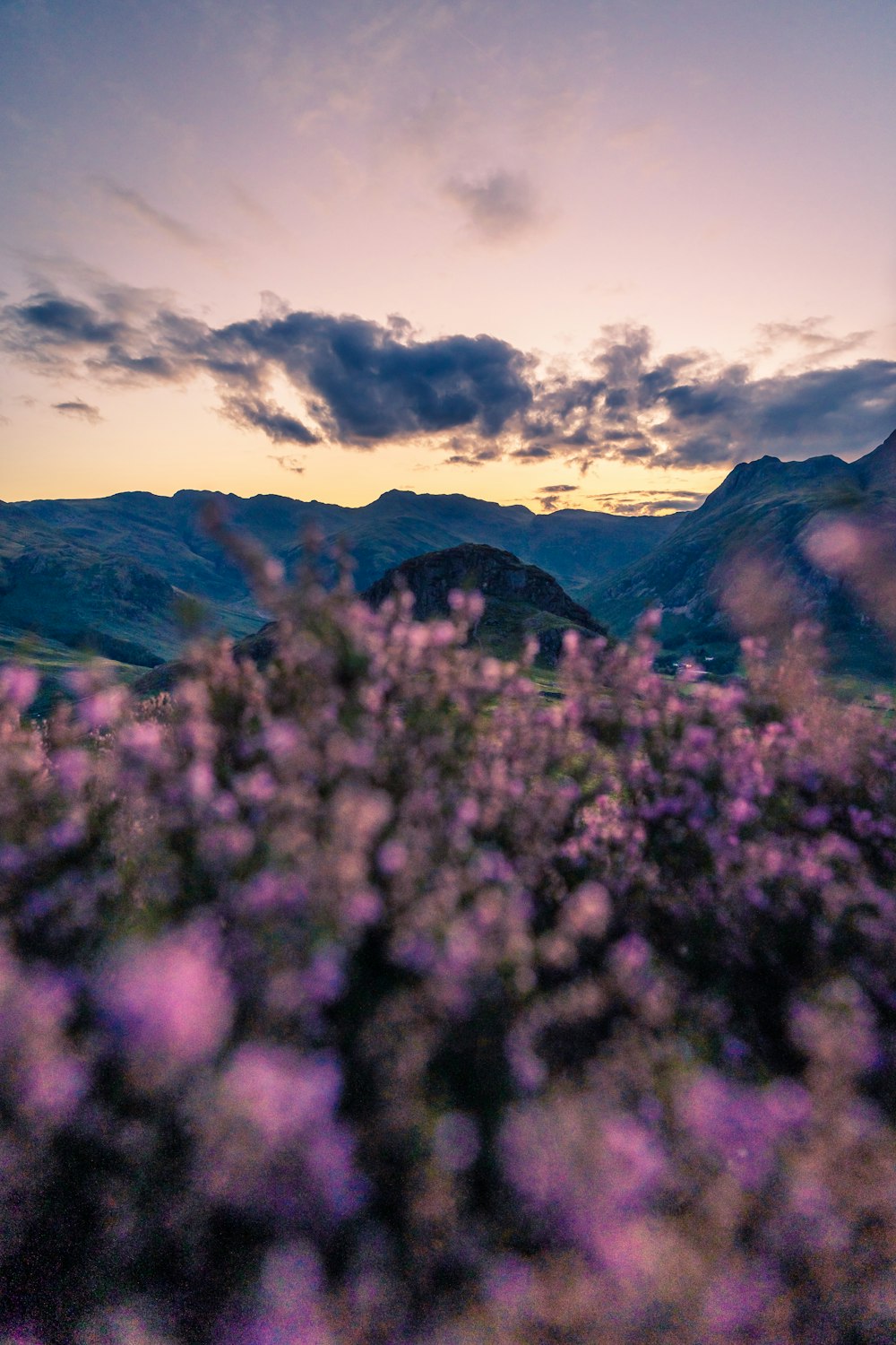 a field of flowers with mountains in the background