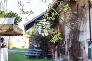 A rustic outdoor scene features a wooden shelf with a pot of colorful flowers. Green branches with fresh leaves extend towards the camera, partially obscuring the view of a weathered building with stacked firewood. The area exudes a natural, peaceful atmosphere.